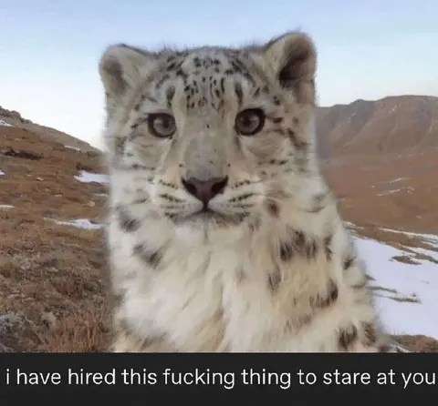 Snow Leopard Staring at You