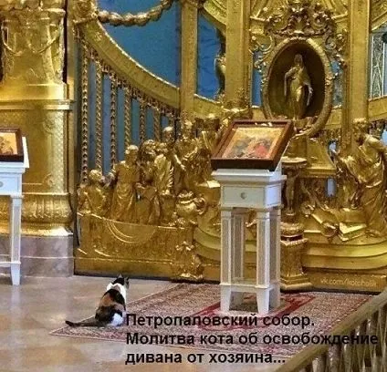 Молитва кота об освобождении дивана