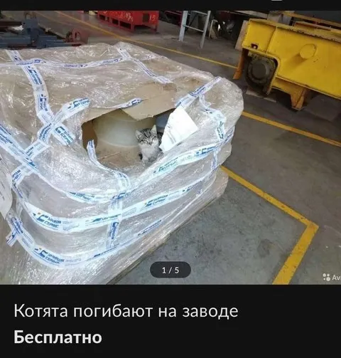 Котята погибают на заводе