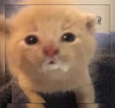 Растерянный котёнок