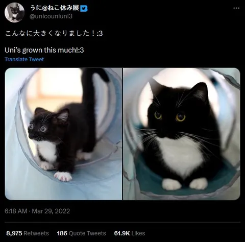 こんなに大きくなった猫