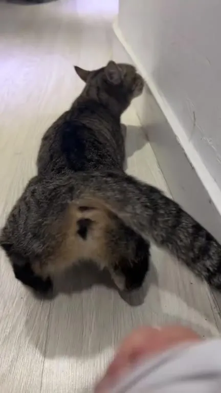 Коту предлагают деньги за место