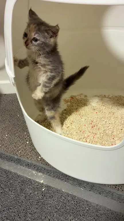 Кот танцует в лотке