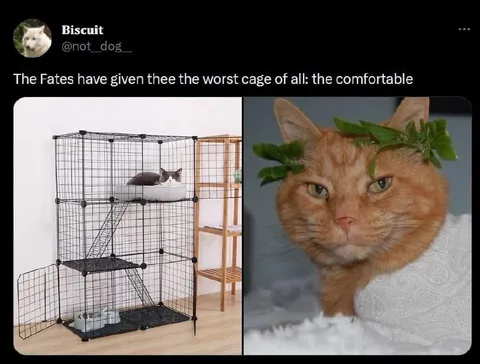 The Comfortable Cage