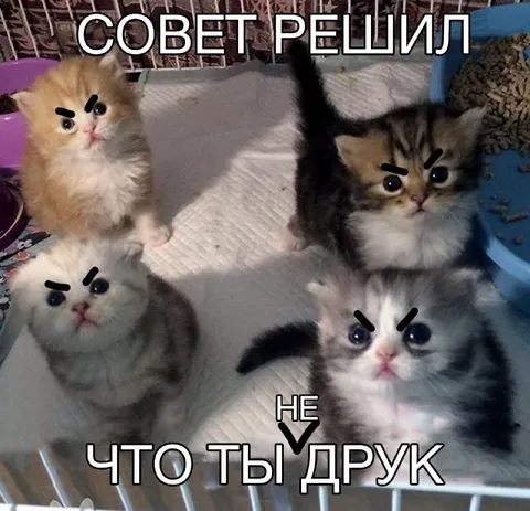 Совет решил, что ты друк