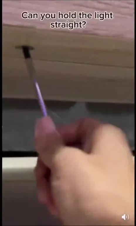 Cat Holds the Light Straight