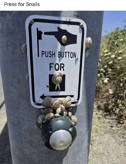 Press Button for Snails