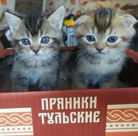 Котята на коробке тульских пряников