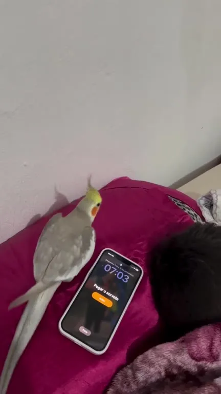 Calopsita acorda o dono