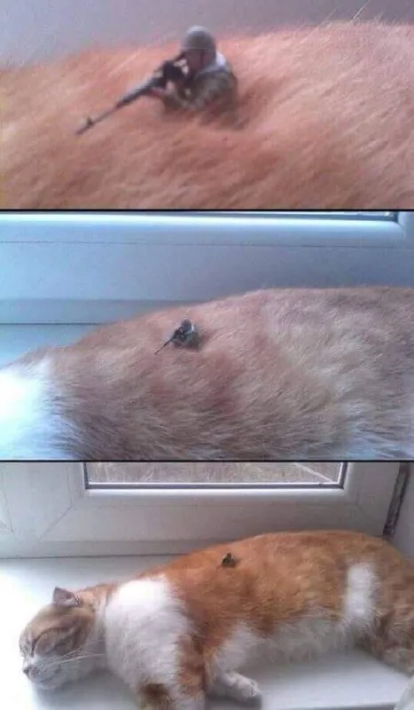Солдат на спине кота