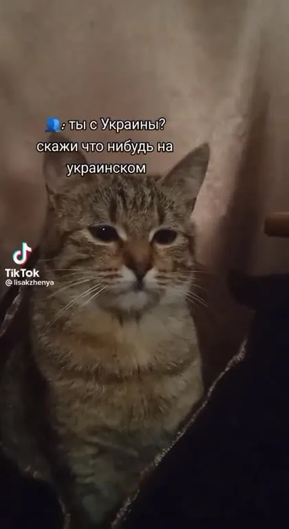 Кот отвечает на украинском