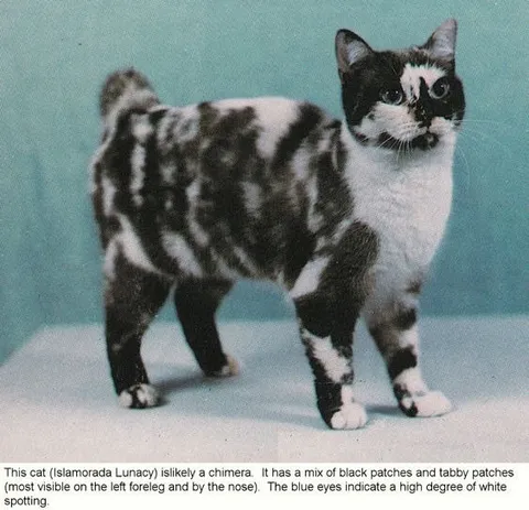 Chimera Cat With Mixed Patches