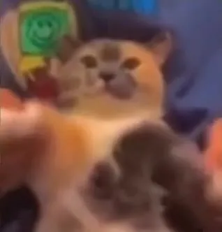 Кот танцует под музыку