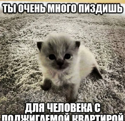 Котёнок с положительной квартирой