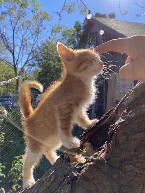 Котёнок тянется к пальцу