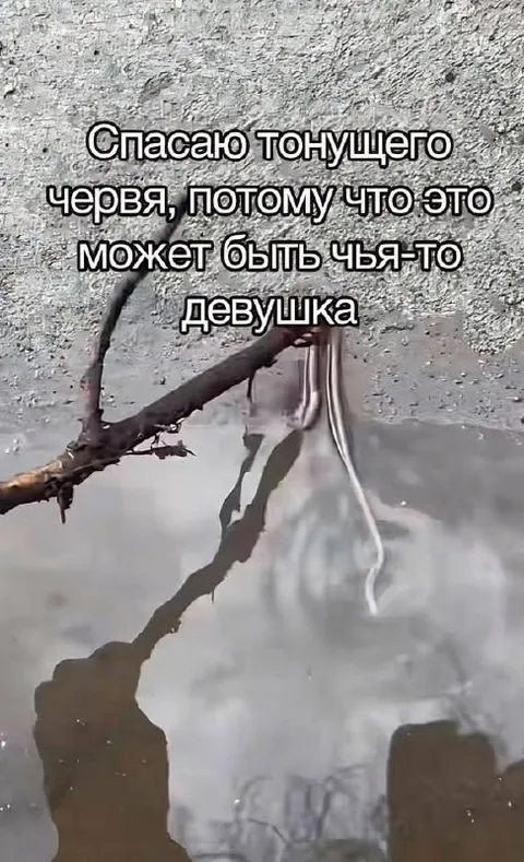 Спасаю тонущего червя