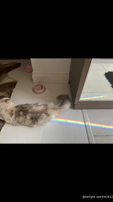 Кот с радужным хвостом