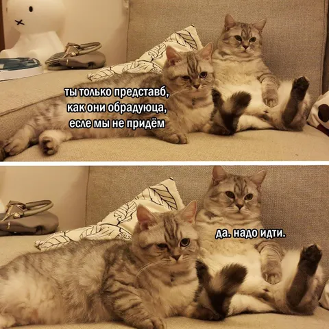 Коты решили всё-таки пойти