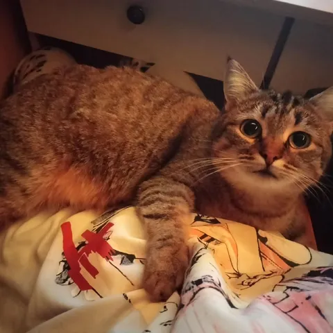 Кот уютно свернулся на одеяле