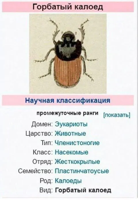Научная классификация калоеда