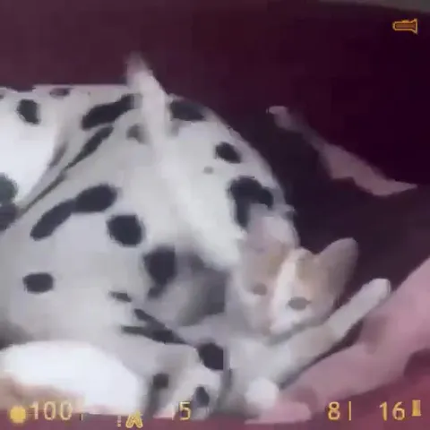 Котёнок прячется под пятнистым пледом