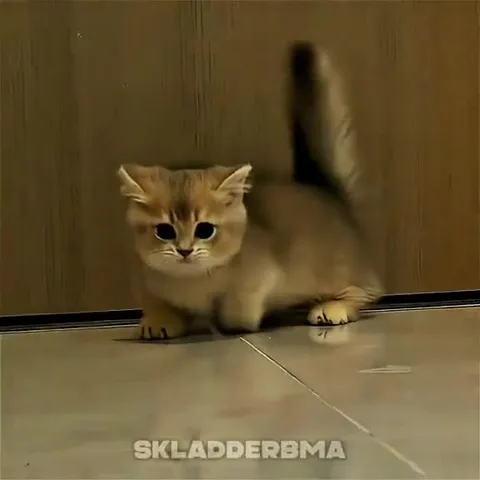 Крошечный котёнок идёт навстречу