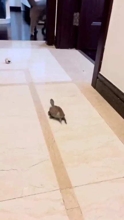 Кот убегает от черепахи