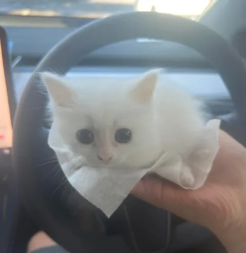 Белый кот за рулём