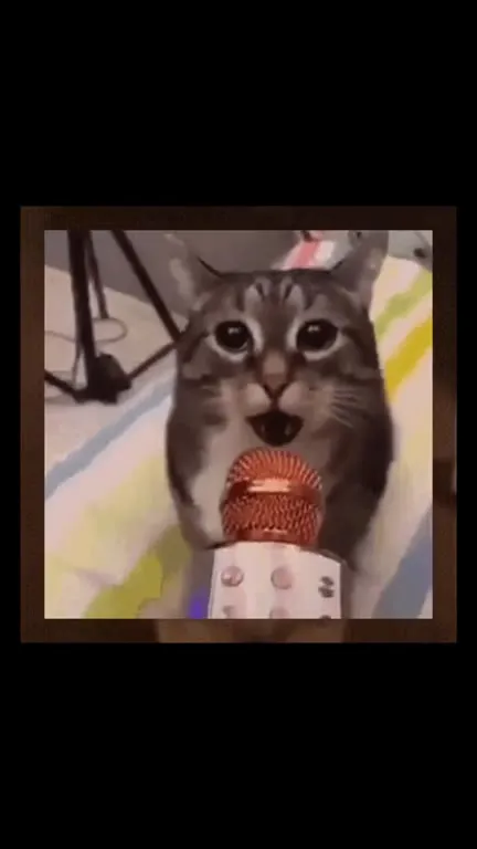 Коты поют до ядерного взрыва