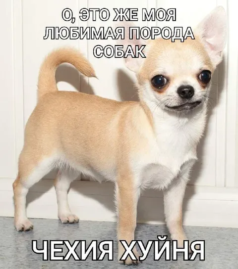 Любимая порода собак — Чехия