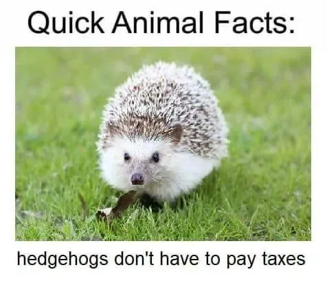 Hedgehog Tax Exemption