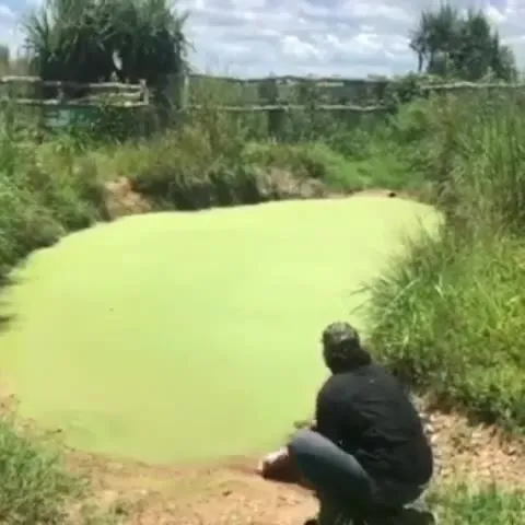 Крокодил из зелёного пруда