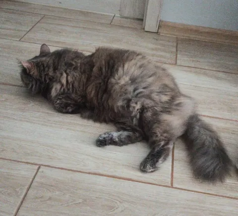 Кот лежит на полу