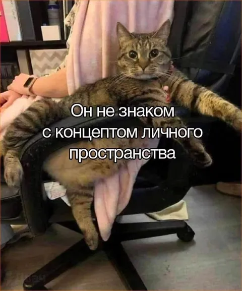 Кот не знает личных границ