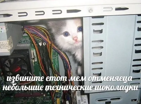 Котёнок среди проводов
