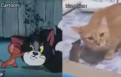 Cartoon vs Live Action Cat