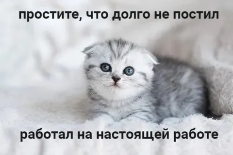 Котёнок работал на настоящей работе