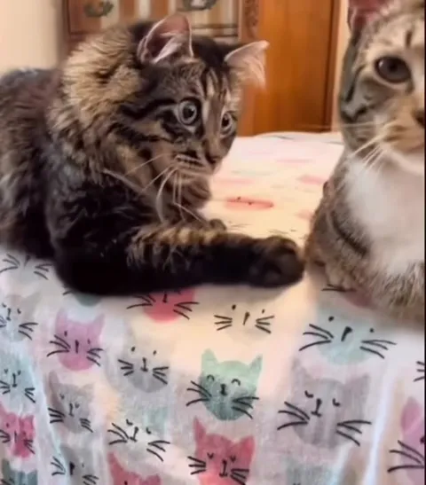 Кот с самым удивлённым взглядом