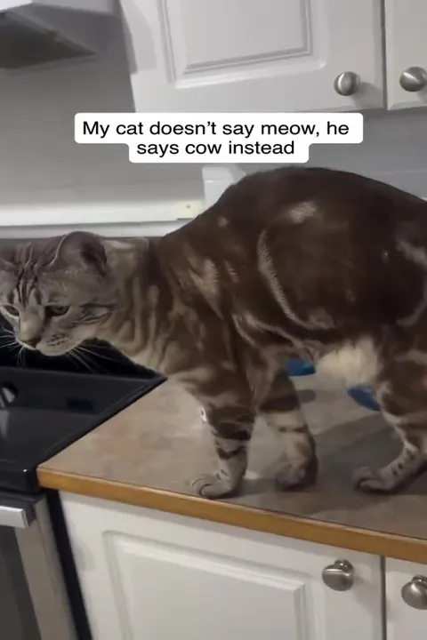 Cat Says Cow Instead