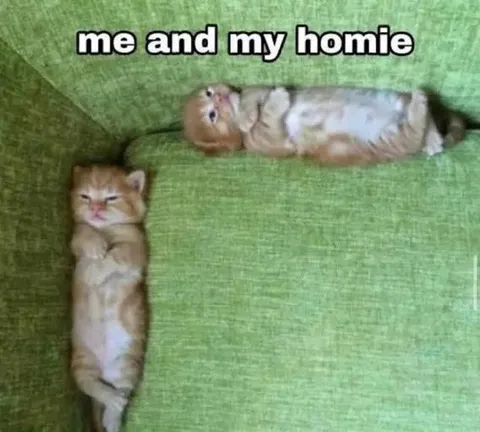 Me and My Homie Kittens