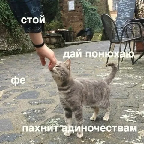 Кот учуял одиночество