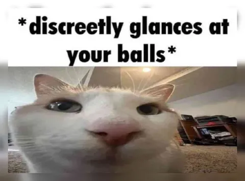 Discreetly Glances at Your Balls Cat
