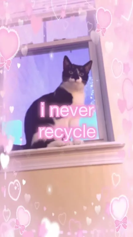 Cat Hates Recycling