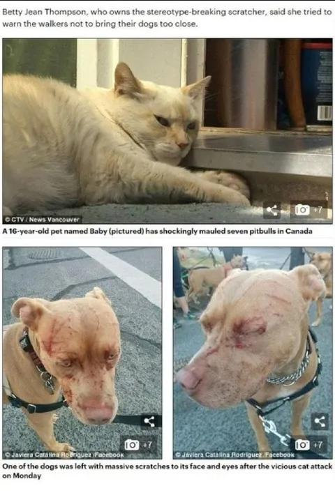 Sixteen-Year-Old Cat Mauls Pitbulls