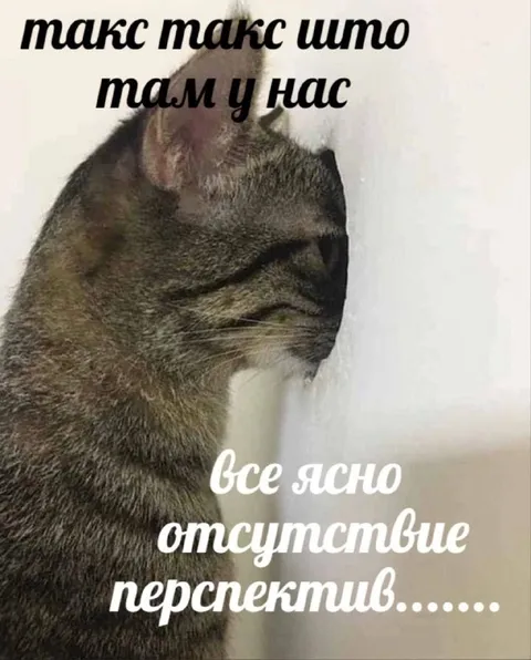 Кот без перспектив