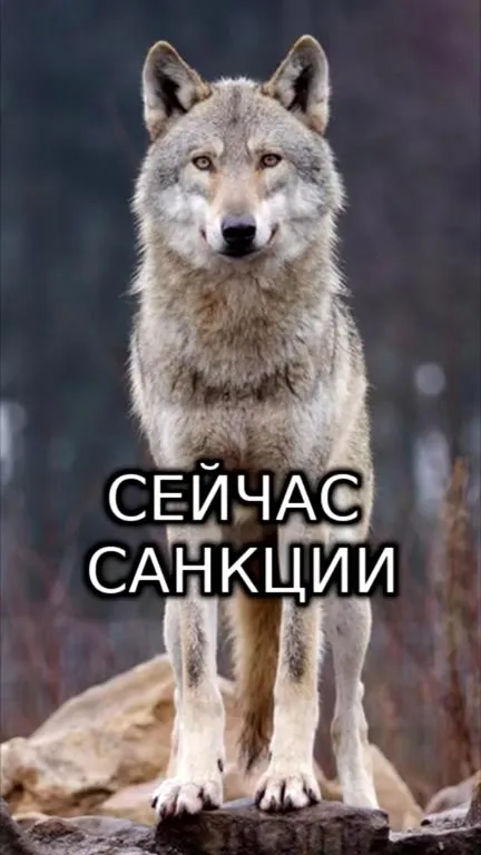 Брат, запомни: санкции не помеха