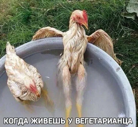 Когда живешь у вегетарианца