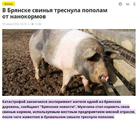 Свинья треснула пополам