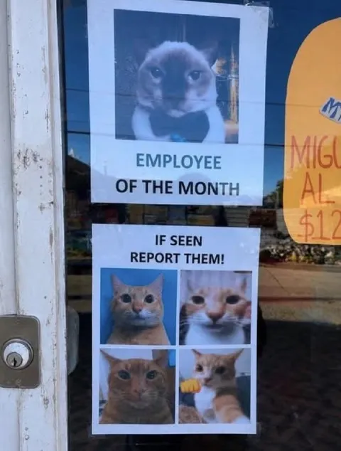 Employee of the Month Cat