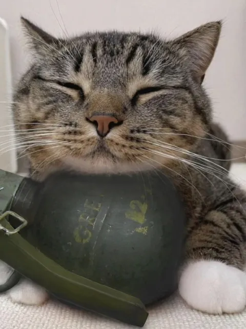 Кот на военной каске